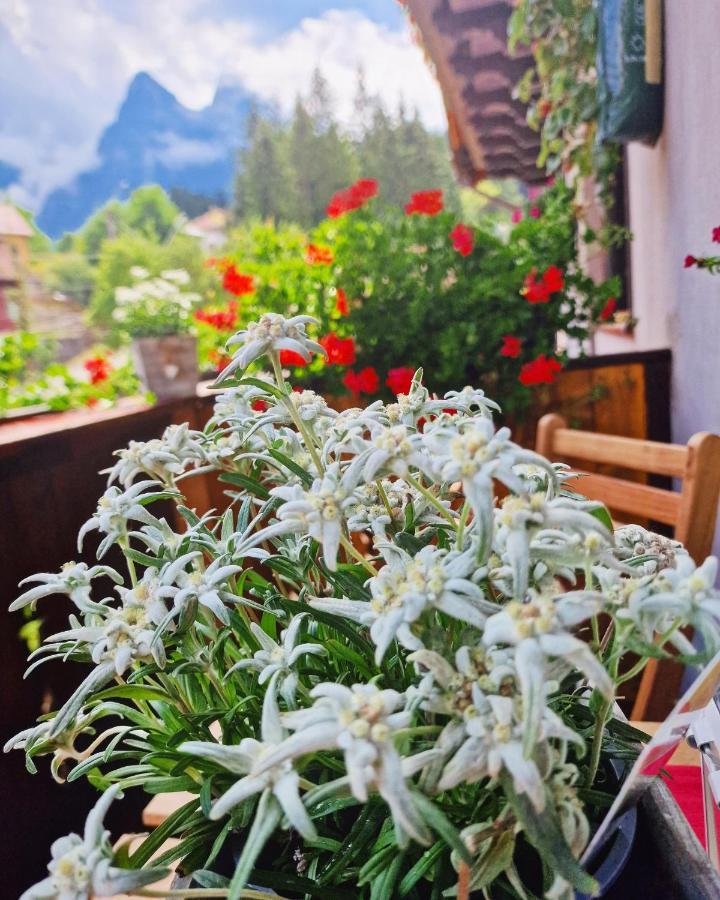 Amor Tirol Busteni (Adults Only) Kültér fotó